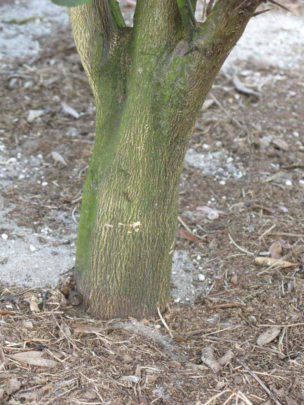            Bark (Winter Haven, FL)      
